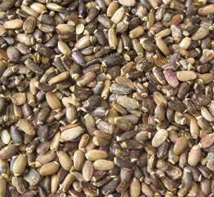 FIRE TEAS Organic Milk Thistle & Fenugreek Seeds Herbal Tea w/Ginger - Herbal Folk Remedy Tea - Loose Leaf -