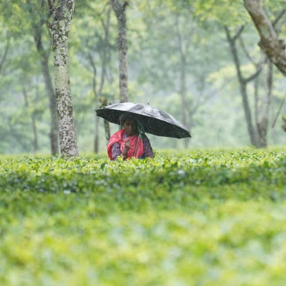 Grace Farms Organic Earl Grey Black Tea, 16 Pyramid Sachets | Bergamot Oil | Fairtrade & Kosher |Gives Back 100% of Profits