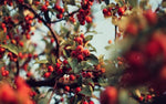 Load image into Gallery viewer, Whole Rosehips | Wild Harvest from Eastern Europe