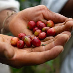 Load image into Gallery viewer, The Younger Brothers Trading Co. Kogi Coffee | Indigenous Wild Grown Whole Bean | Ethically Sourced Single Origin Colombian Coffee | Kogi Espresso Roast (12 Ounce (Pack of 5)