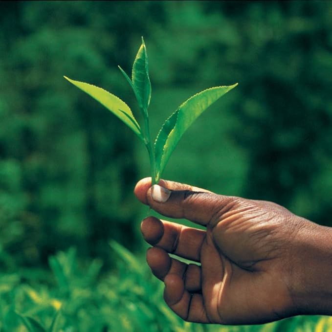 Palais des Thés - Hammam Rooibos Tea - Caffeine-Free Rooibos, Rose & Red Berries - Premium Tea Bags, Serves 20 Cups