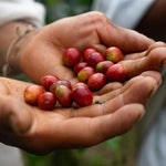 Load image into Gallery viewer, The Younger Brothers Trading Co. Kogi Coffee | Indigenous Wild Grown Whole Bean | Ethically Sourced Single Origin Colombian Coffee | Kogi Espresso Roast | (12oz Bag)