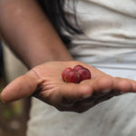 Load image into Gallery viewer, The Younger Brothers Trading Co. Kogi Coffee | Indigenous Wild Grown Whole Bean | Ethically Sourced Single Origin Colombian Coffee | Kogi Espresso Roast | (12oz Bag)