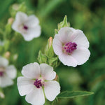 Load image into Gallery viewer, MagJo Naturals Marshmallow Root, Cut &amp; Sifted, Non-irradiated, Bulk Bag, Althaea officinalis L. (16 Oz)