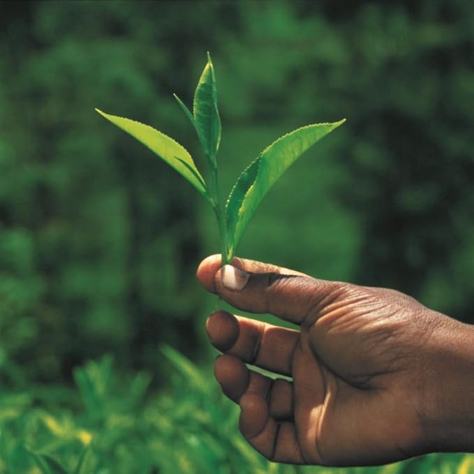 Palais des Thés - Sunset Sleep - Caffeine-Free Rooibos Tea, Chamomile & Lemon Verbena - Premium Tea Bags, Serves 20 Cups