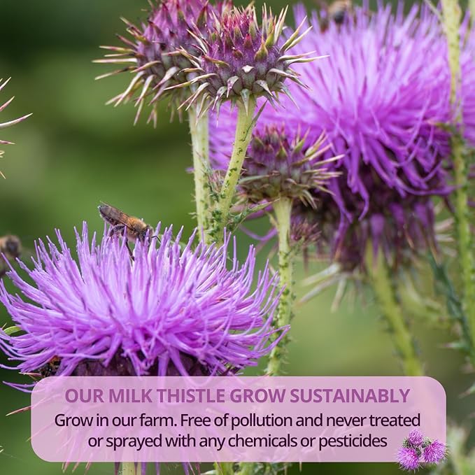 VIDA FARM Milk Thistle Tea Bags - 125 Count, 100% Natural Seeds and Leaves, Dried Herbal Tea, Sugar Free, Caffeine Free