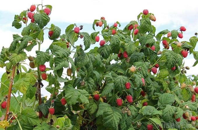 MagJo Naturals, Red Raspberry Leaf (16 Oz) Dried leaves, Wild-Harvest, herbal tea, Cut & Sifted, Packaged in USA, resealable bag (Pack of 2)