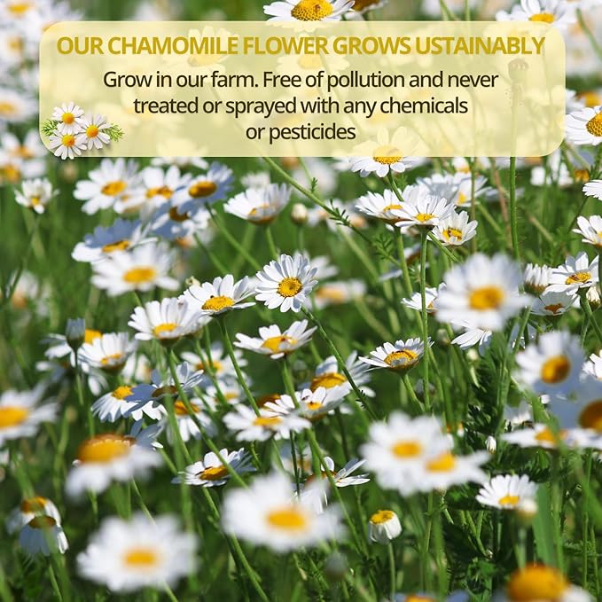 VIDA FARM 100 Chamomile Tea Bags, Natural Chamomile Flowers Tea Bags, Dried Herbal Flowers, Sugar Free, Caffeine Free, Gluten Free