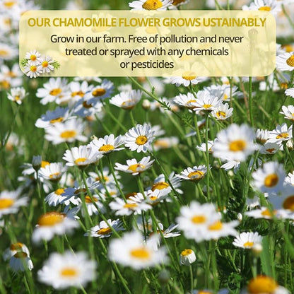 VIDA FARM 100 Chamomile Tea Bags, Natural Chamomile Flowers Tea Bags, Dried Herbal Flowers, Sugar Free, Caffeine Free, Gluten Free