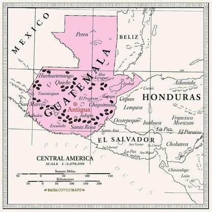 Bacha Coffee | Sierra Madre Guatemala Single Origin, 100% Arabica Specialty Coffee Beans, Medium Roast, x12 Individually Wrapped Single Serve Filter Bags