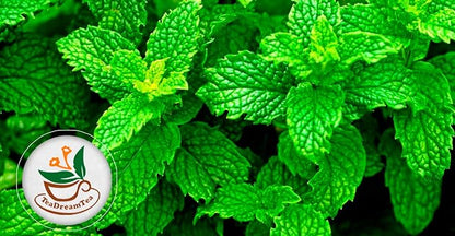 TeaDreamTea Peppermint Tea Bags - Alleviates Digestive Discomfort | Herbal, Aromatic & Caffeine Free | Healthy Mint Tea (200 Bags)