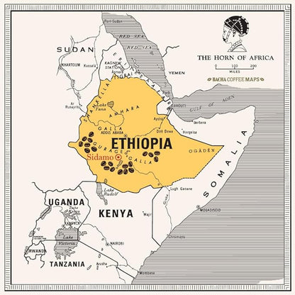Bacha Coffee | Sidamo Mountain Ethiopia Single Origin, 100% Arabica Specialty Coffee Beans, Medium Dark Roast, x12 Individually Wrapped Single Serve Filter Bags