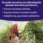 Load image into Gallery viewer, VAHDAM, Butterfly Pea Flower Tea Bags (40 Pyramid Teabags) Vegan, Non-GMO | Delicate &amp; Earthy | Direct From Source - Plant Based Biodegradable Tea Bags | Brew Iced Tea, Cooking, Mocktails &amp; Cocktails