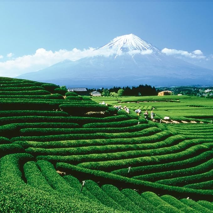 Palais des Thés Green Tea - Holiday Collection Organic N°25 Blend with Citrus & Spices - Premium Tea Bags, Serves 20 Cups