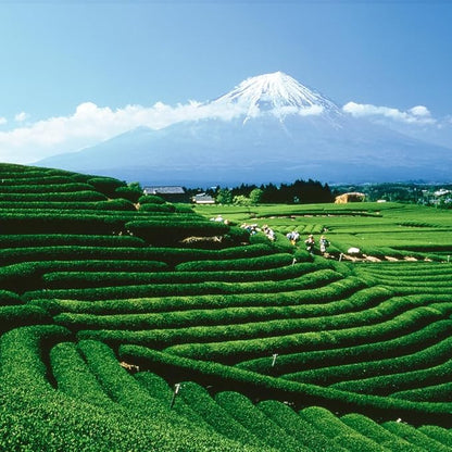 Palais des Thés Green Tea - Holiday Collection Organic N°25 Blend with Citrus & Spices - Premium Tea Bags, Serves 20 Cups