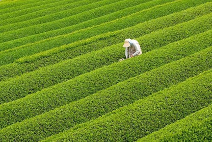 Dr. Weil Matcha Kari - Organic Matcha Green Tea Powder - 100 grams - Japanese Culinary Grade