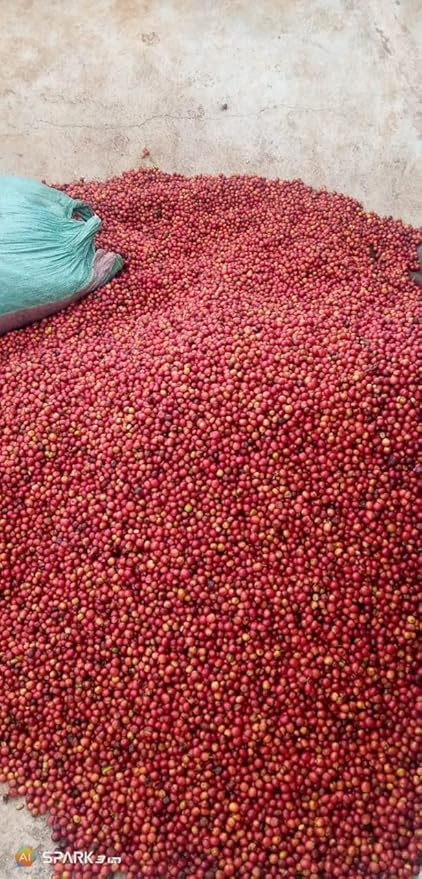 Kenya AA Grade Roasted Arabica Coffee Beans from Kenyan Highlands - 100% Pure Roasted Coffee Beans - Medium Roast Whole Beans, 2 LB