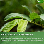 Load image into Gallery viewer, FreshDrinkUS, Premium 135 Guava Leaf Tea Bags, Handmade, From Great Origin, 100% Natural and Pure. Guava Tea, Loose Leaf Herbal Tea. No Sugar/Caffeine/Gluten, Vegan.