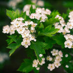 Load image into Gallery viewer, MagJo Naturals, Hawthorn Leaf and Flower (1 Pound), Wild-Crafted, Cut and Sifted, Dried Loose Leaf, Makes crisp cup of Hawthorn Tea, Hawthorne Leaves and Herb
