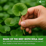 Load image into Gallery viewer, FreshDrinkUS, Premium Gotu Kola Leaf Tea – 75 Tea Bags | Pure Dried Centella Asiatica Leaves | Naturally Caffeine-Free Herbal Tea | Refreshing Aroma &amp; Smooth Taste | Premium Herbal Infusion. Vegan