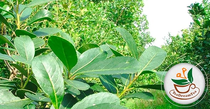 Yerba Mate Tea - Green Cut & Sifted - Unsmoked Energy Boost - 300 Tea Bags - Packed with Nutrients - Your Perfect Coffee Replacement