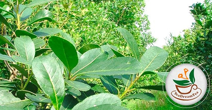 Yerba Mate Tea - Green Cut & Sifted - Unsmoked Energy Boost - 300 Tea Bags - Packed with Nutrients - Your Perfect Coffee Replacement