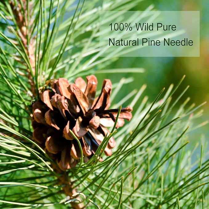 TEARELAE - Pine Needle Tea Bags - 3.53oz/100g (2.5g X 40 Bags) - 100% Pure Natural Dried Masson Pine Needles - Cut & Sifted - Caffeine-free (Pack of 2)