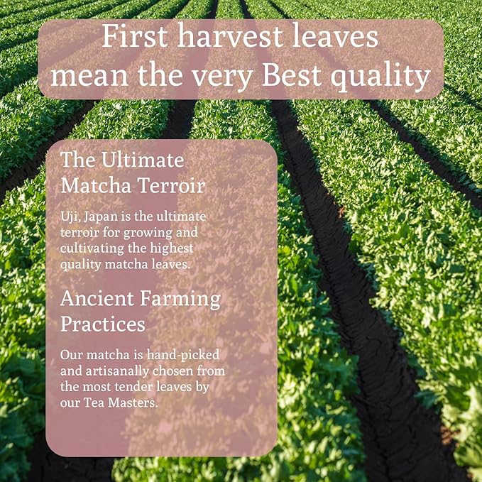 Ancient Roots Strawberry Matcha Powder 3.5 oz Japanese Green Tea with Real Strawberry Freeze Dried Fruit Powder No Added Sugar, Filled with Antioxidant Rich Superfood for Lattes, Smoothies & Baking - 25 Servings