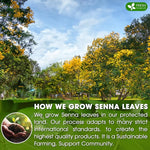 Load image into Gallery viewer, FreshDrinkUS, Premium 135 Senna Leaf Tea Bags for Constipation, Supports Your Cardiovascular System, 100% Natural &amp; Pure. Loose Leaf Senna Herbal Tea, Made with Natural Material Tea Bags. Non GMO, No Sugar/ Caffeine/ Gluten, Vegan.