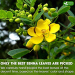 Load image into Gallery viewer, FreshDrinkUS, Premium 135 Senna Leaf Tea Bags for Constipation, Supports Your Cardiovascular System, 100% Natural &amp; Pure. Loose Leaf Senna Herbal Tea, Made with Natural Material Tea Bags. Non GMO, No Sugar/ Caffeine/ Gluten, Vegan.