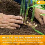 Load image into Gallery viewer, FreshDrinkUS, Premium 10oz Natural Ginger Roots, Cut and Sifted, 100% Natural &amp; Pure from Ginger Roots, Ginger Tea, Ginger Loose Herbal Tea, No Additives, No Caffeine, Vegan