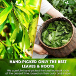 Load image into Gallery viewer, FreshDrinkUS, Premium 40 Tea Bags Soursop Green Tea, 100% Natural &amp; Proprietary Blend from Soursop Leaves and Green Tea. Smooth Flavor. Made with Eco-Conscious Tea Bags. No Additives No Sugar, Vegan.