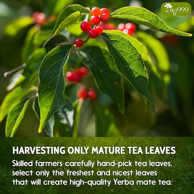 TOG999, 120 Tea Bags Yerba Mate, Hi-Caffeine, Unsmoked Yerba Mate Tea Bags, Super-Green Yerba Mate, No Dust, Fresh - Never Aged (Ilex Paraguariensis), Cultivated from Argentina - Rich in Antioxidants and Plant Nutrients.