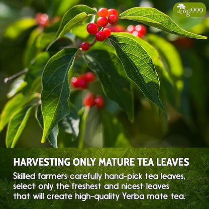 TOG999, 120 Tea Bags Yerba Mate, Hi-Caffeine, Unsmoked Yerba Mate Tea Bags, Super-Green Yerba Mate, No Dust, Fresh - Never Aged (Ilex Paraguariensis), Cultivated from Argentina - Rich in Antioxidants and Plant Nutrients.
