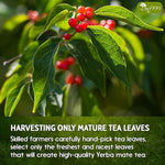 Load image into Gallery viewer, TOG999, 60 Tea Bags Yerba Mate, Hi-Caffeine, Unsmoked Yerba Mate Tea Bags, Super-Green Yerba Mate, No Dust, Fresh - Never Aged (Ilex Paraguariensis), Cultivated from Argentina - Rich in Antioxidants and Plant Nutrients.