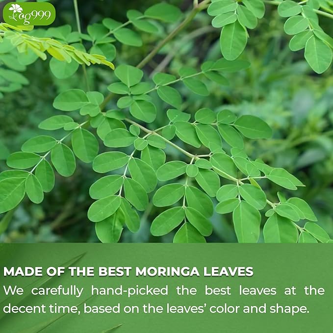 TOG999, Premium 200 Moringa Leaf Tea Bags, 100% Natural & Pure from Moringa Leaves. Loose Leaf Moringa Herbal Tea. Moringa Leaf Tea. No Sugar, No Caffeine, No Gluten, Vegan.