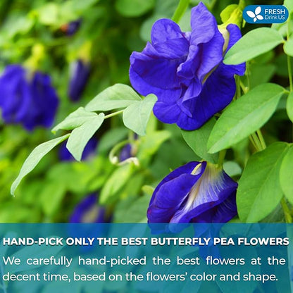FreshDrinkUS, Premium 75 Tea Bags Blue Butterfly Pea Flowers, 100% Natural and Pure from Butterfly Pea Flowers, Made With Natural Material Tea Bag, No Sugar, No Caffeine, No Gluten, Vegan