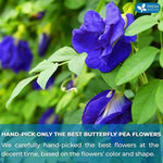 Load image into Gallery viewer, FreshDrinkUS, 100 Premium Butterfly Pea Flower Tea Bags – 100% Pure &amp; Natural | Caffeine-Free Herbal Blue Tea | No Additives, Non-GMO, Made With Natural Material Tea Bag, No Sugar, No Caffeine, No Gluten, Vegan