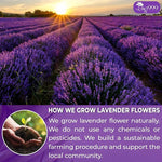 Load image into Gallery viewer, 120 Lavender Flower Tea Bags, 100% Natural &amp; Pure from Lavender Flowers. Loose Flower Lavender Herbal Tea. Lavender Flower Tea. No Sugar, No Caffeine, No Gluten, Vegan.
