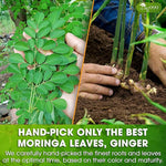 Load image into Gallery viewer, TOG999, Permium Moringa Ginger Herbal Tea – 60 Tea Bags – Caffeine-Free, Smooth &amp; Warming Blend – Pure Ingredients, Sustainably Sourced. No Sugar. No Gluten. Vegan.