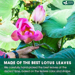 Load image into Gallery viewer, FreshDrinkUS, Premium 30 Lotus Leaf Tea Bags, 100% Natural &amp; Pure from Lotus Leaves. Loose Leaf Lotus Herbal Tea. Made with Eco-Conscious Tea Bags. No Sugar, No Caffeine, No Gluten, Vegan.