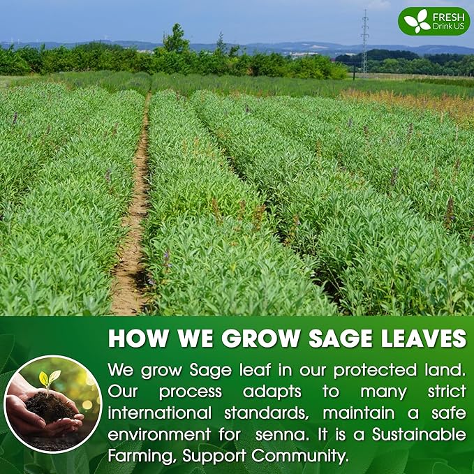 FreshDrinkUS, Premium 35 Sage Leaf Tea Bags, 100% Natural & Pure from Sage Leaves. Loose Leaf Herbal Tea. Made with Natural Material Tea Bags. No Sugar, No Caffeine, No Gluten, Vegan.