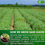 Load image into Gallery viewer, FreshDrinkUS, Premium 75 Sage Leaf Tea Bags, 100% Natural &amp; Pure from Sage Leaves. Loose Leaf Herbal Tea. Made with Natural Material Tea Bags. No Sugar, No Caffeine, No Gluten, Vegan.