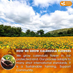 Load image into Gallery viewer, FreshDrinkUS, Premium 135 Calendula Tea Bags, 100% Natural and Pure Calendula Flowers, Eco-conscious Tea Bags. Herbal Tea. No Sugar, No Caffeine, No Gluten, Vegan.