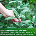 Load image into Gallery viewer, FreshDrinkUS, Premium 15 Sage Leaf Tea Bags, 100% Natural &amp; Pure from Sage Leaves. Loose Leaf Herbal Tea. Made with Natural Material Tea Bags. No Sugar, No Caffeine, No Gluten, Vegan.