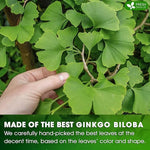 Load image into Gallery viewer, FreshDrinkUS, Premium 30 Ginkgo Biloba Leaf Tea Bags, 100% Natural &amp; Pure from Ginkgo Biloba Leaves. Loose Leaf Herbal Tea. Made with Eco-Conscious Tea Bags. No Sugar, No Caffeine, No Gluten, Vegan.