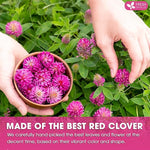 Load image into Gallery viewer, FreshDrinkUS, Premium Red Clover Herbal Tea– 75 Tea Bags – Pure – Naturally Smooth &amp; Mild Flavor – Premium Quality, Eco-Conscious Packaging. Caffeine-Free. Gluten Free. Vegan