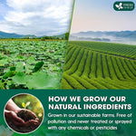 Load image into Gallery viewer, FreshDrinkUS, Premium 20 Tea Bags of Lotus Green Tea, 100% Natural. Exquisite Flavor, Handpicked Leaves, Perfect for Tea Lovers. No Sugar, No Gluten, Vegan.