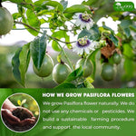 Load image into Gallery viewer, TOG999, Premium 120 Pasiflora Pasion Flower Tea Bags, 100% Natural &amp; Pure. Passion Flower Herbal Tea. No Sugar, No Caffeine, No Gluten, Vegan.