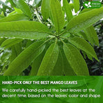 Load image into Gallery viewer, FreshDrinkUS, Premium 60 Mango Leaf Tea Bags, 100% Natural &amp; Pure from Mango Leaves. Loose Leaf Herbal Tea. No Sugar, No Caffeine, No Gluten, Vegan.